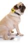 Preview: DOOG - Neoprene Dog Collar ODIE Gr. M Preview: DOOG - Neoprene Dog Collar ODIE Gr. M
